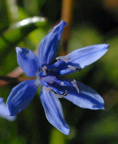 Scilla alpina flower