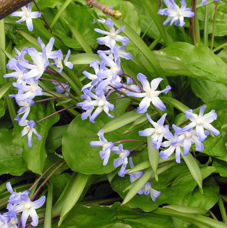 Chionodoxa forbesii