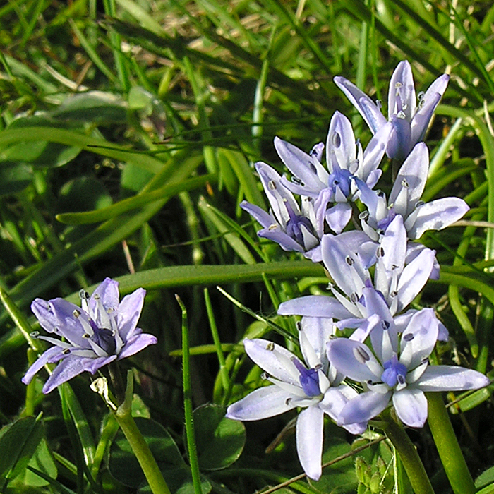 British Wild Plant Scilla verna Spring Squill