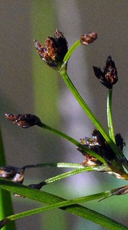 Scirpus sylvaticus close