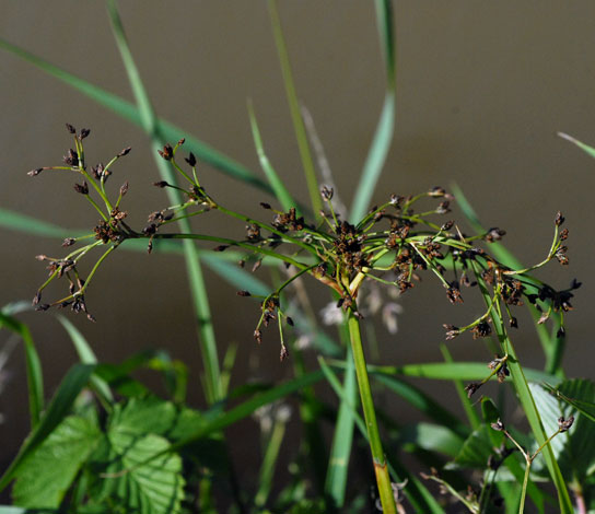 Scirpus sylvaticus whole