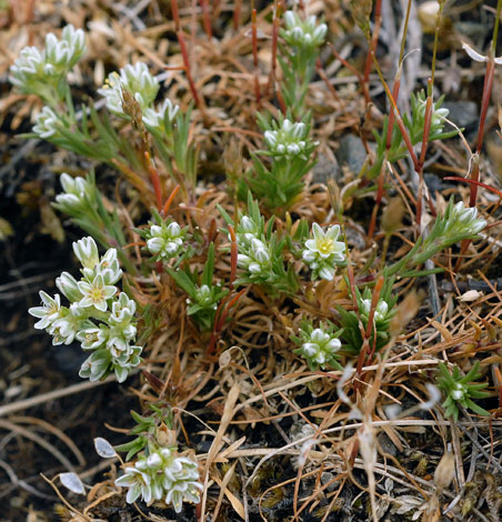 Scleranthus perennis ssp perennis