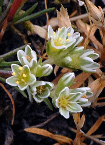 Scleranthus perennis ssp perennis