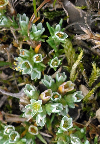Scleranthus perennis ssp prostratus close