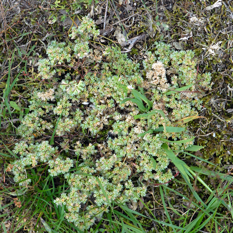Scleranthus perennis ssp prostratus whole