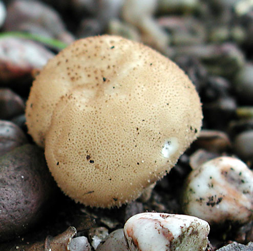 Scleroderma citrinum