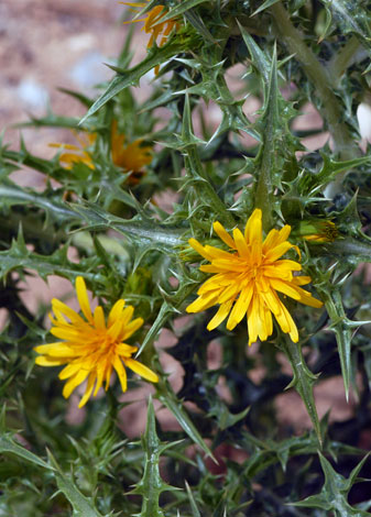 Scolymus hispanica close