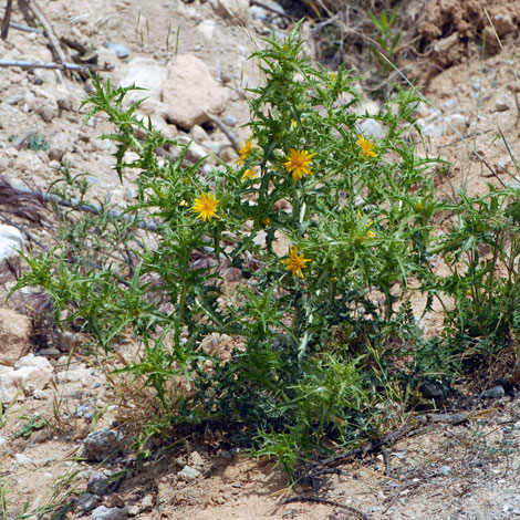 Scolymus hispanica whole