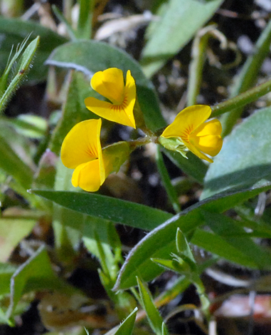 Scorpiuris muricatus close