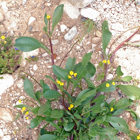 Scorpiuris muricatus whole