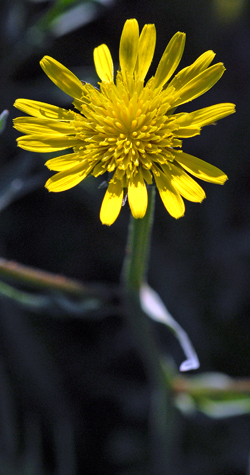 Scorzonear laciniata flower from top