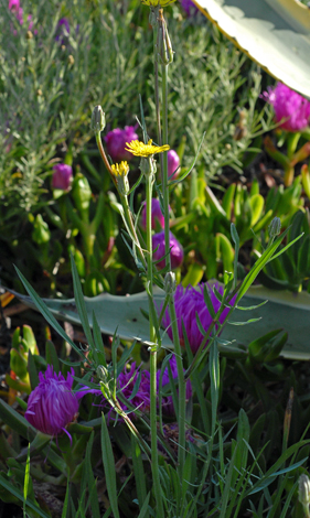 Scorzonear laciniata flowers from side