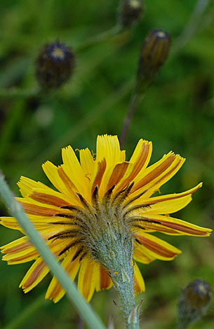 L autumnalis flowerhead underside