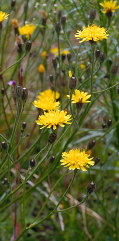 Leontodon autumnalis flowers