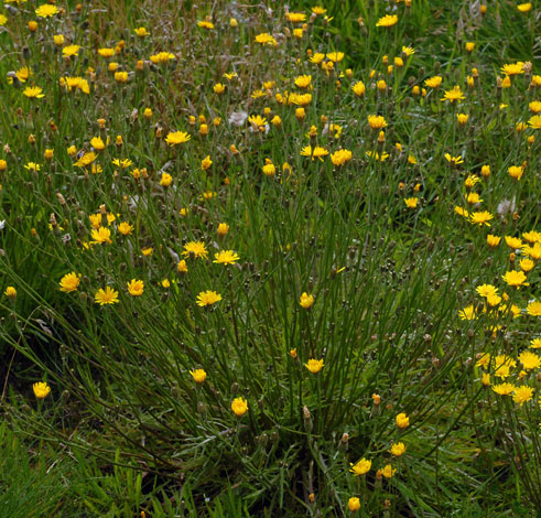 Leontodon autumnalis whole