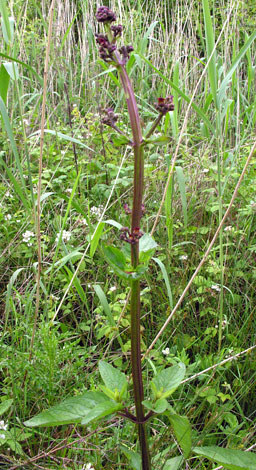 Scrophularia auriculata whole