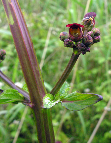 Scrophularia auriculata close