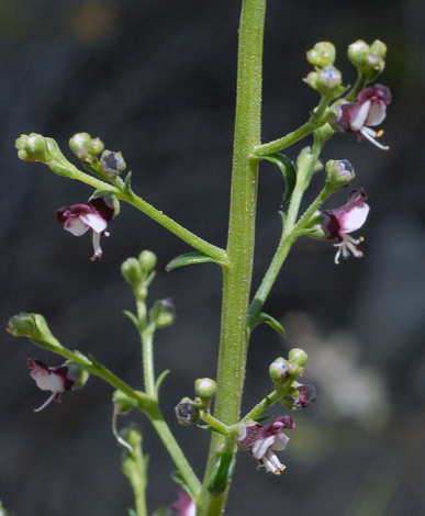 Scrophularia crithmifolia close