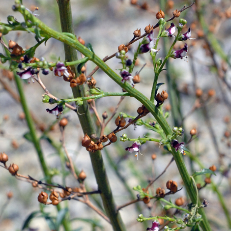 Scrophularia crithmifolia whole