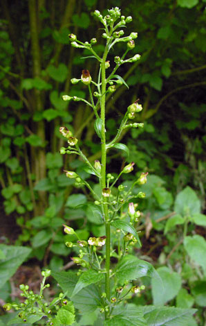 Scrophularia nodosa whole