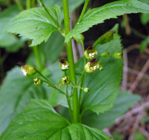 Scrophularia nodosa close