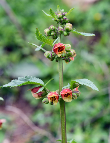 Scruphularia sambucifolia close