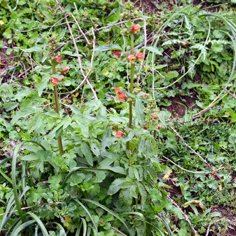 Scruphularia sambucifolia whole