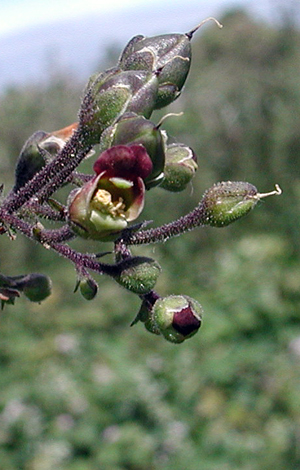 Scrophularia scorodoniac close