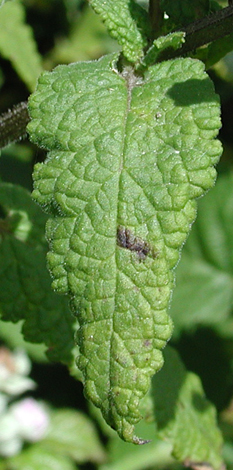 Scrophularia scorodoniac leaf