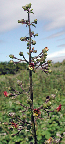 Scrophularia scorodonia whole