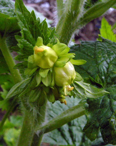 Scrophularia vernalis close