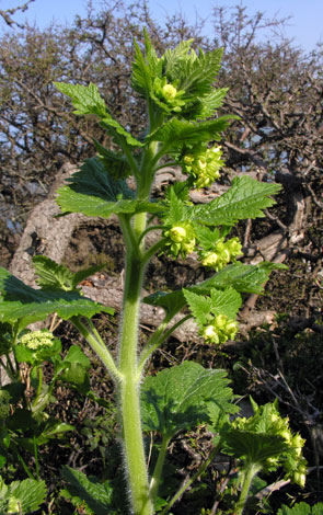 Scrophularia vernalis whole