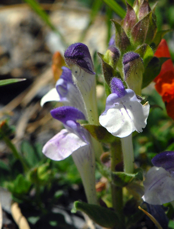 Scutellaria alpina close