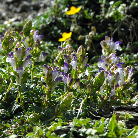 Scutellaria alpina whole