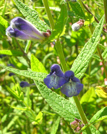 Scutellaria galericulata close