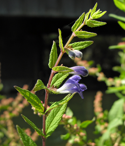 Scutellaria galericulata whole