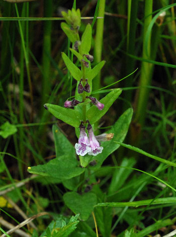 Scutellaria minor whole