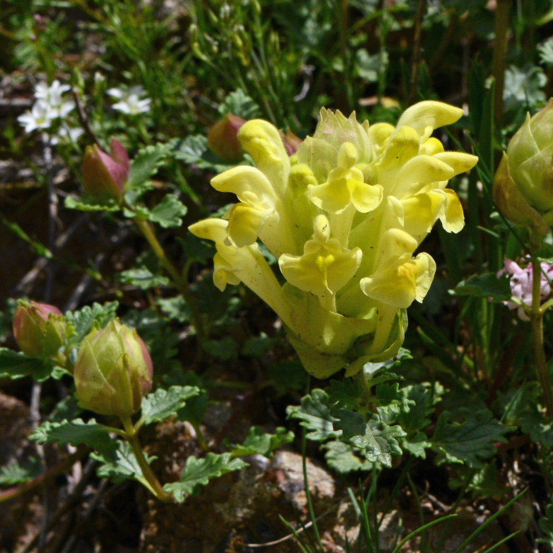 European Wild Plant Scutellaria orientalis Yellowflowered Skullcap