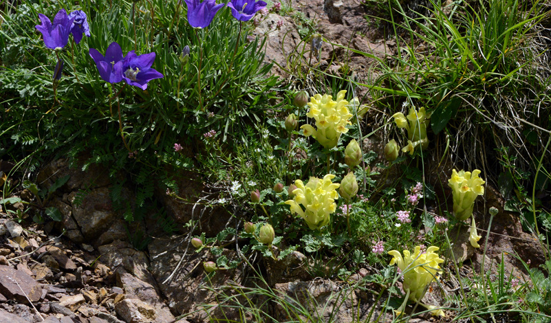 Scutellaria orientalis whole