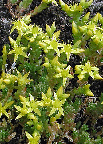 Sedum acre whole