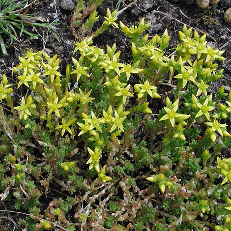 Sedum acre whole