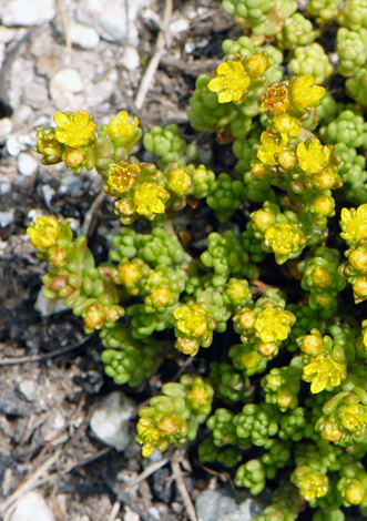 Sedum alpestre close