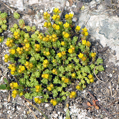 Sedum alpestre whole