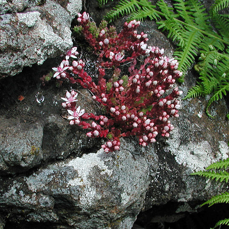 Sedum anglicum whole