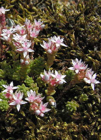 Sedum anglicum close
