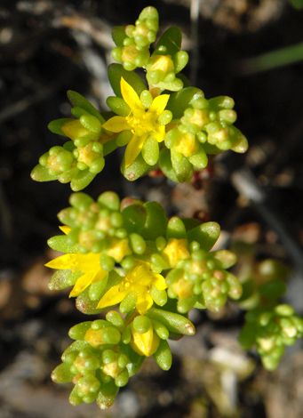 Sedum annuum close