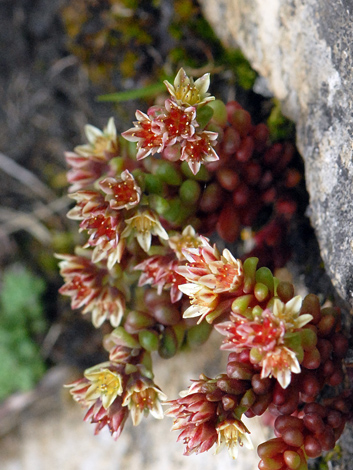 Sedum atratum close