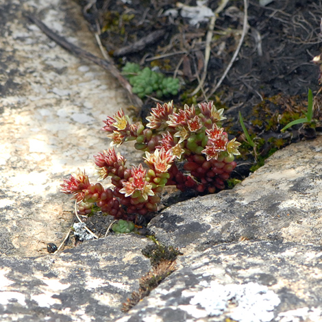 Sedum atratum whole