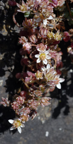 Sedum dasyphyllum close