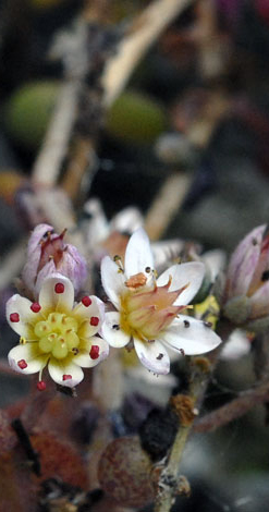 Sedum dasyphyllum closer